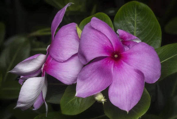 Rosa Katharanthus Roseus Blütenblätter Blume — Stockfoto