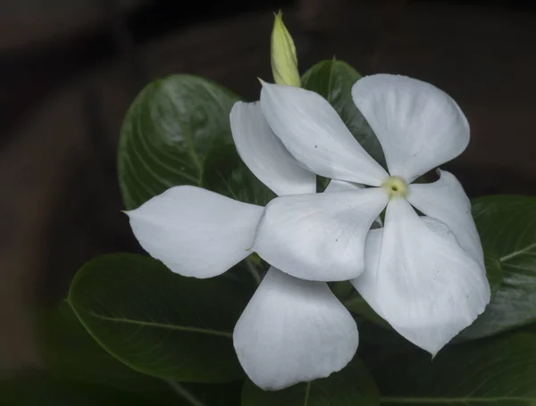 白いカタランサスローズの花びらの花 — ストック写真