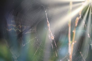 Webcob 'da güneş ışığı parlıyor.