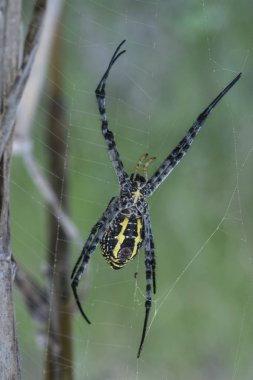 Ağ üzerinde altın ipek küre dokumacı örümcek