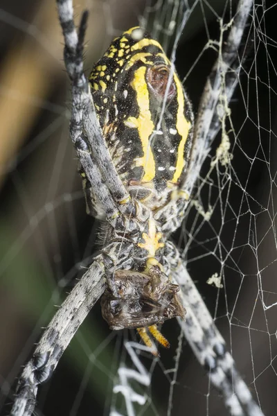 蜘蛛网上的金丝梭织蜘蛛 — 图库照片