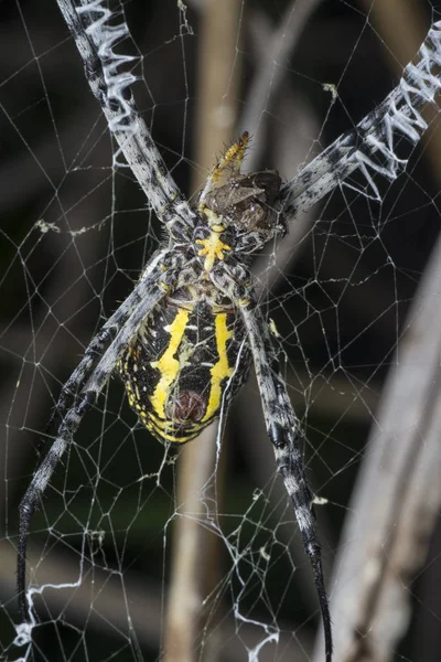 Aranha Tecelão Orbe Seda Dourada Web — Fotografia de Stock