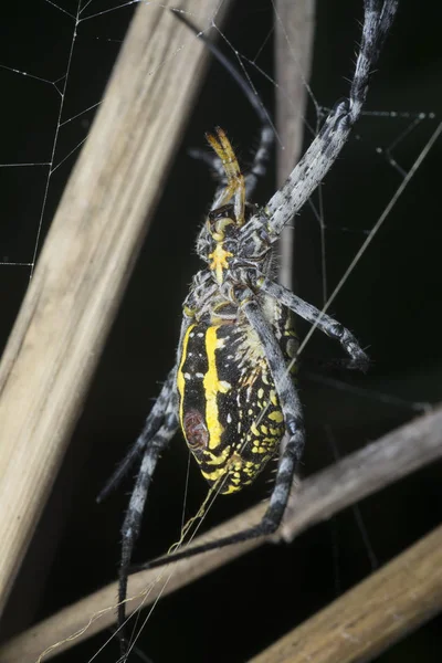 Χρυσό Μετάξι Σφαίρα Υφαντή Αράχνη Στο Διαδίκτυο — Φωτογραφία Αρχείου