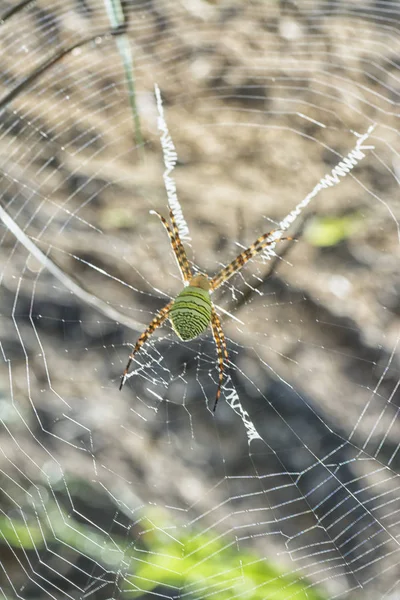 Üzerinde Altın Ipek Küre Dokumacı Örümcek — Stok fotoğraf