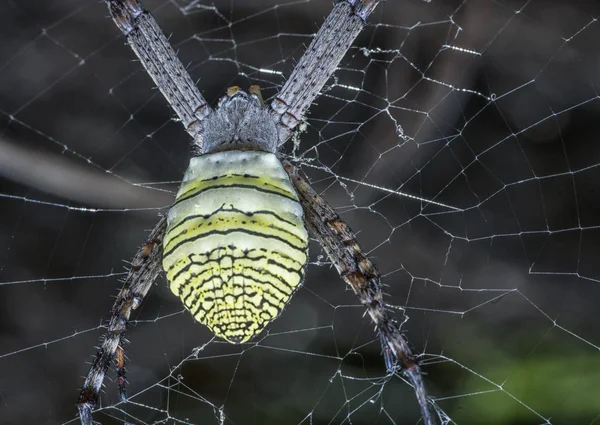 Golden Silk Orb Weaver Spider Web — Stock Photo, Image
