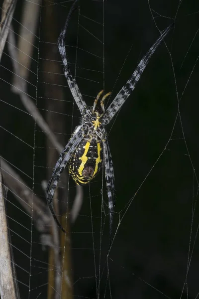 Orbe Soie Dorée Tisserand Araignée Sur Toile — Photo