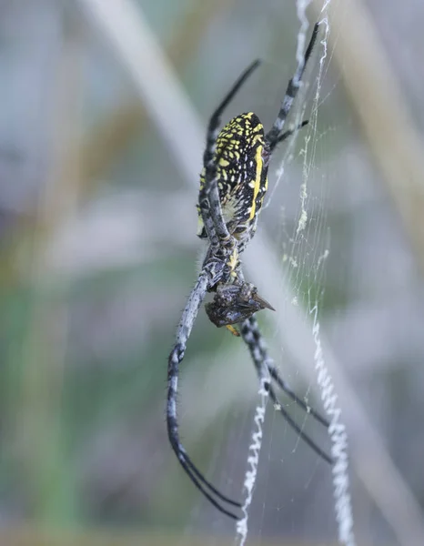 Χρυσό Μετάξι Σφαίρα Υφαντή Αράχνη Στο Διαδίκτυο — Φωτογραφία Αρχείου