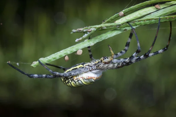 Orbe Soie Dorée Tisserand Araignée Sur Toile — Photo