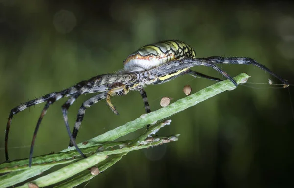 Araña Tejedora Orbe Seda Dorada Web — Foto de Stock