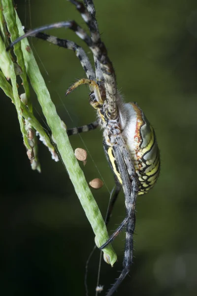 Goldene Seidenkugelweberspinne Netz — Stockfoto