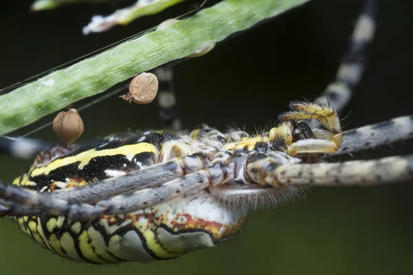 Orbe Soie Dorée Tisserand Araignée Sur Toile — Photo