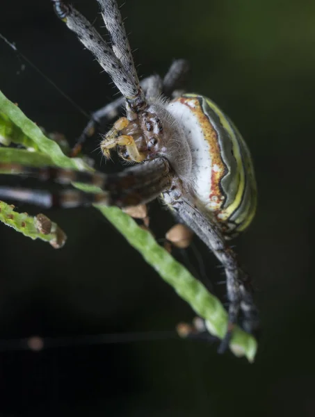 비단으로 거미집짓는 — 스톡 사진