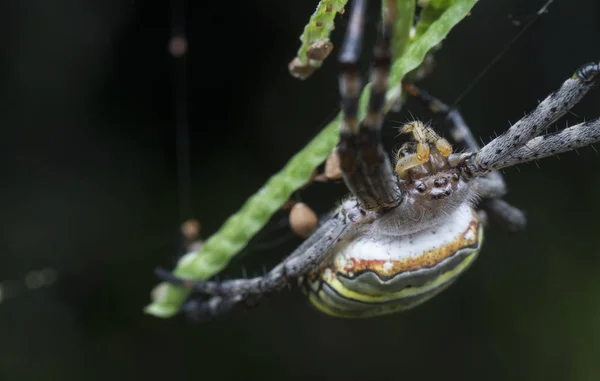 Araña Tejedora Orbe Seda Dorada Web — Foto de Stock