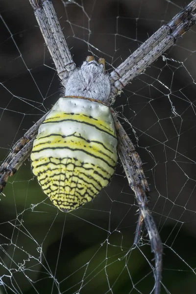 Araña Tejedora Orbe Seda Dorada Web — Foto de Stock