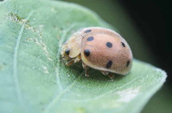 Tiro Cercano Epilachna Argus — Foto de Stock