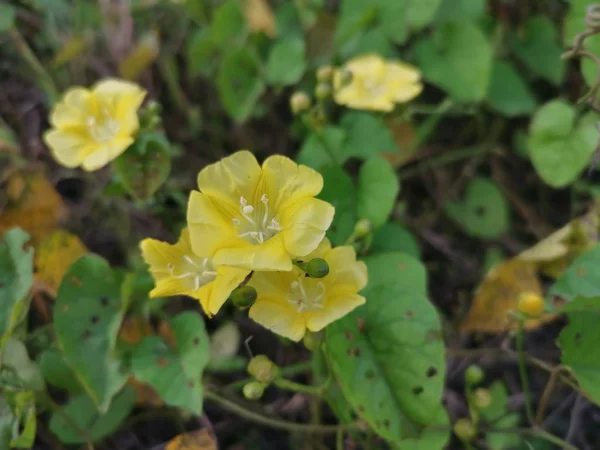 Pequeno Amarelo Selvagem Flores Glória Manhã — Fotografia de Stock