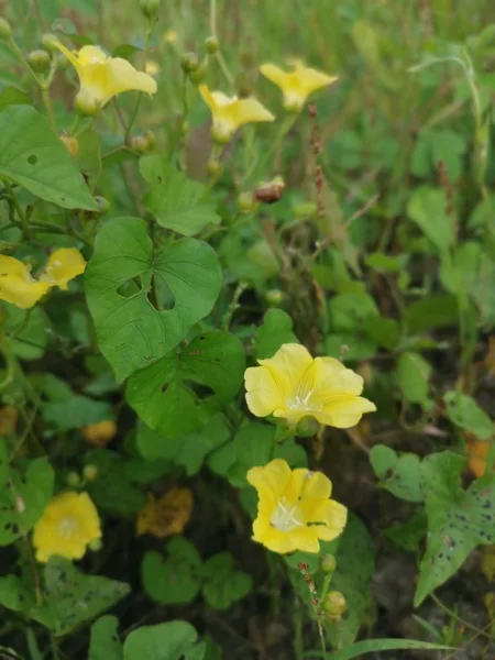 Small Wild Yellow Morning Glory Flowers — Stock Photo, Image