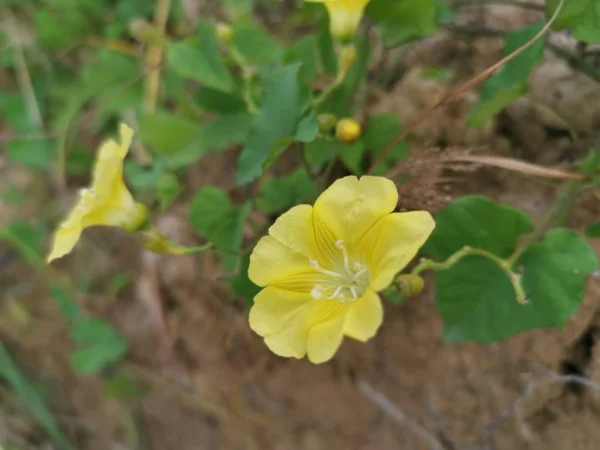 Small Wild Yellow Morning Glory Flowers — Stock Photo, Image