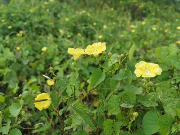 Mały Dziki Żółty Rano Chwała Kwiaty — Zdjęcie stockowe
