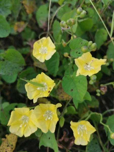 Pequeno Amarelo Selvagem Flores Glória Manhã — Fotografia de Stock