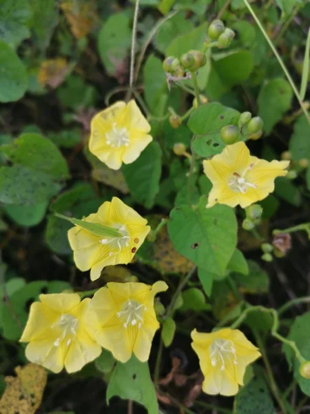 Pequeño Salvaje Amarillo Mañana Gloria Flores — Foto de Stock