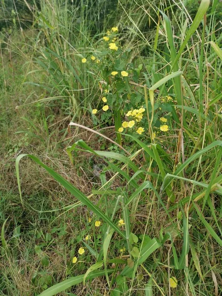 Piccoli Fiori Gialli Selvatici Gloria Del Mattino — Foto Stock