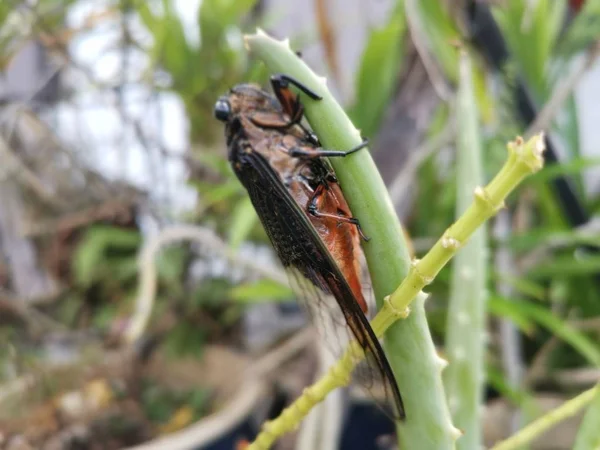 Cigadoidea Tenant Sur Les Feuilles Aloe Vera — Photo