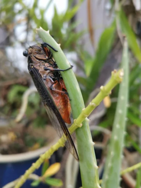 Cikadoidea Tartja Aloe Vera Levelek — Stock Fotó