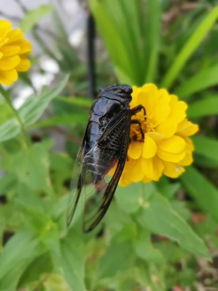 Cigales Perchées Sur Les Pétales Zinnia — Photo