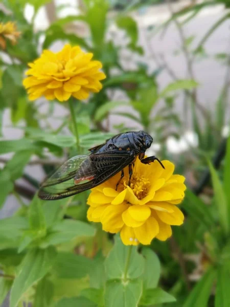 Cicadicae Posándose Sobre Pétalos Zinnia — Foto de Stock