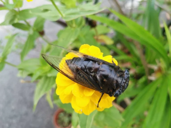 Cicadicae Posándose Sobre Pétalos Zinnia —  Fotos de Stock