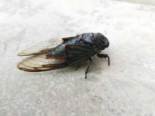 Cicadicae Pared Hormigón — Foto de Stock