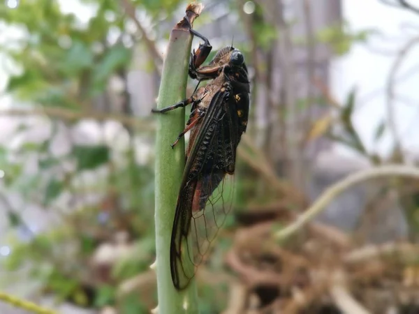 Cicadicae Berpegang Pada Tradescantia Spathacea Daun — Stok Foto