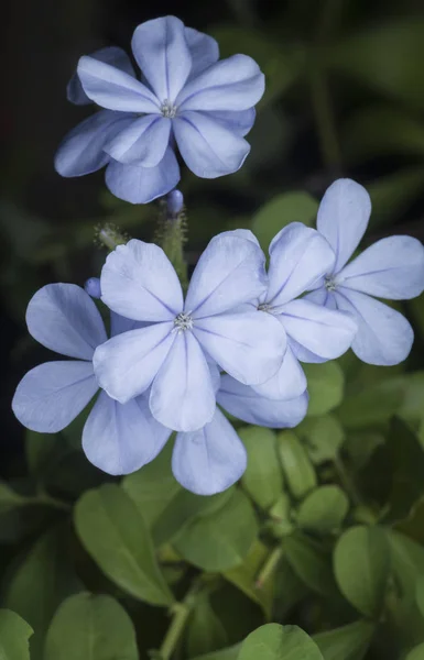 Zblízka Záběr Plumbaginacease Auriculata Květ — Stock fotografie