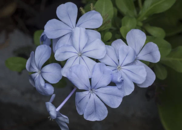 Zblízka Záběr Plumbaginacease Auriculata Květ — Stock fotografie