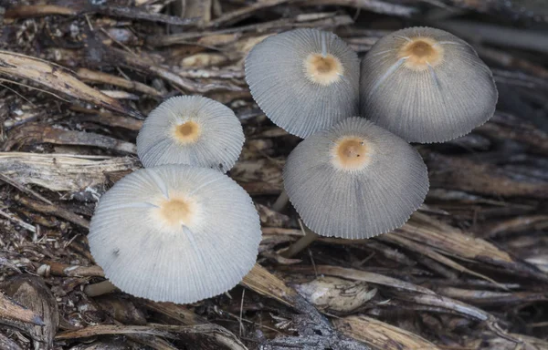 Fungos Micena Venenosos Que Brotam Das Raízes — Fotografia de Stock