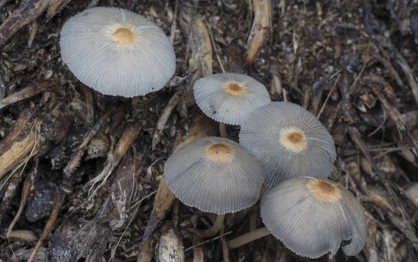 Poisonous Mycena Fungi Sprouting Roots — Stock Photo, Image