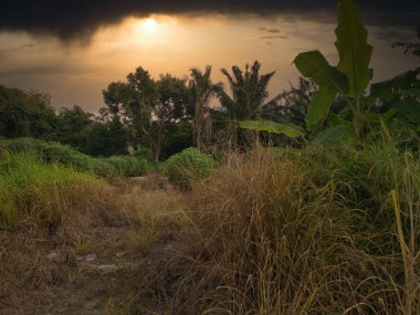 Karanlık bulutlu akşam günbatımı vahşi çalılıklarda.