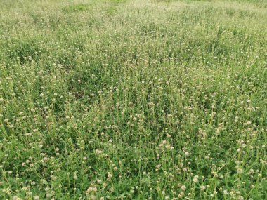 Tridax procumbens kaldırımda çılgınca filizleniyor.