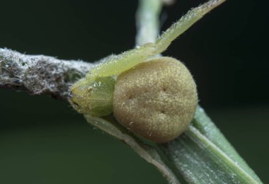 Yeşil yengeç örümceği çim sapına tünemiş.
