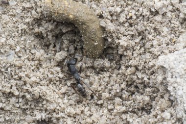Pheidole megacephala kumlu zeminde siyah karınca