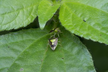 Yeşil pentatomoidea böceklerinin yakın plan çekimi