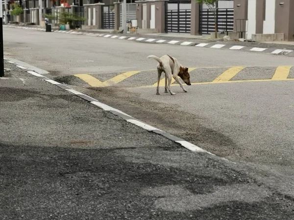 Sokakta Başıboş Dolaşan Yalnız Bir Köpek — Stok fotoğraf