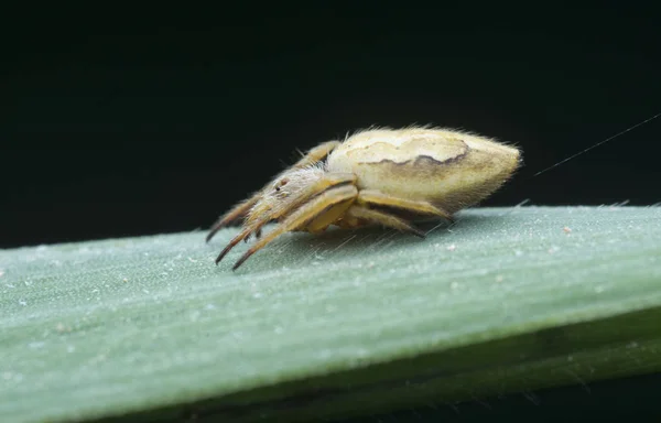 Tiro Cercano Pequeño Tejedor Orbe Vientre Largo — Foto de Stock