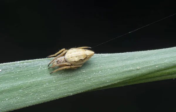 Tiro Cercano Pequeño Tejedor Orbe Vientre Largo — Foto de Stock