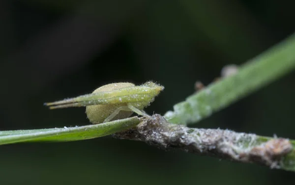 Poleiros Aranha Caranguejo Verde Caule Grama — Fotografia de Stock