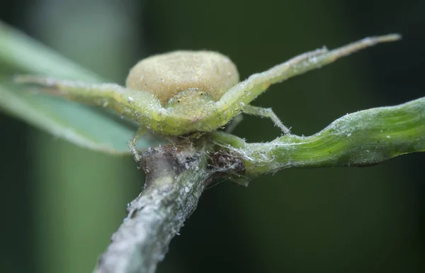 Green Crab Spider Perches Grass Stem — 스톡 사진