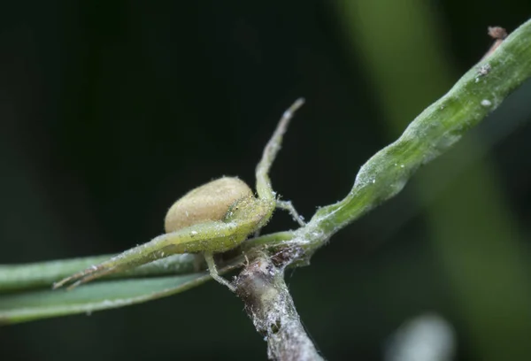 青蟹蜘蛛栖息在草茎上 — 图库照片