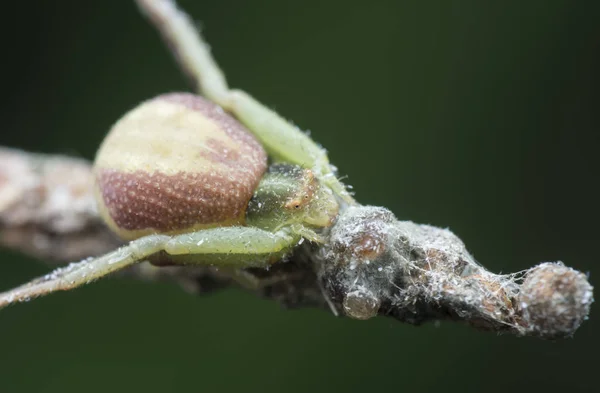 Green Crab Spider Perches Grass Stem — 스톡 사진