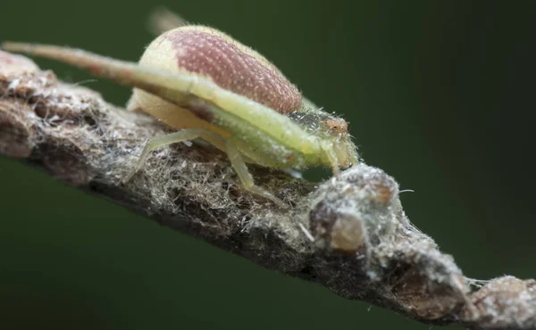 Perches Araignée Crabe Vert Sur Tige Herbe — Photo